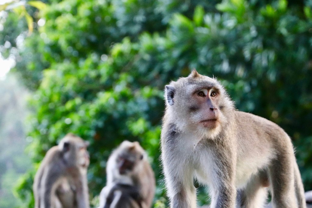 albino-monkey.net Discover Rare Primate Insights